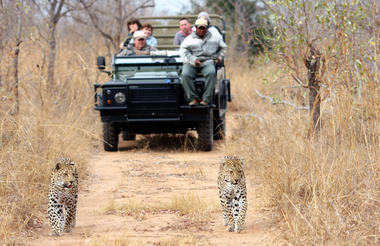 Leopard viewing at Savanna 